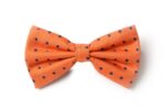 Papillon pois - immagine 3